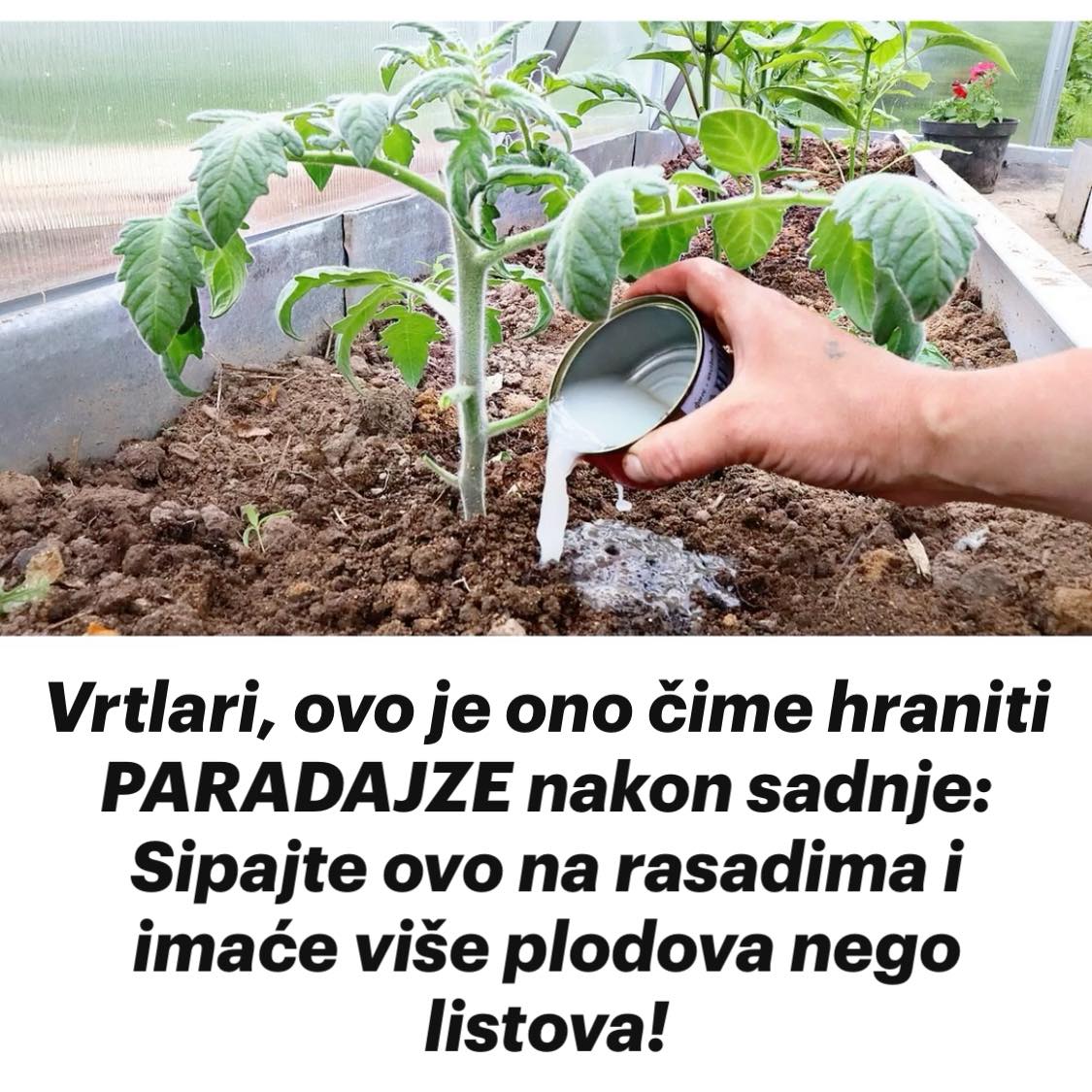 Pravi Borac Protiv Raznih Bolesti Je Pred Vama! KURKUMA KAO LEK I KO BI JE TREBAO KONZUMIRATI
