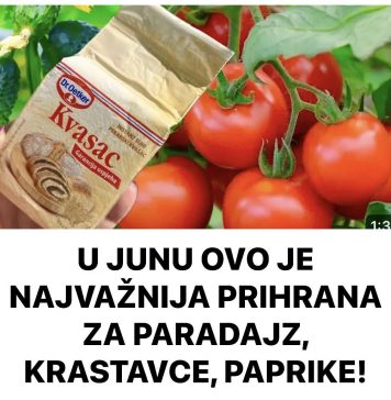 U JUNU OVO JE NAJVAŽNIJA PRIHRANA ZA PARADAJZ, KRASTAVCE, PAPRIKE!