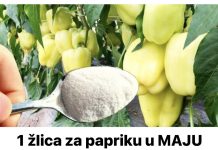 1 žlica za papriku u MAJU i ona ODMAH raste, oživljava i rađa 5 PUTA više: To je vrlo važan korak!
