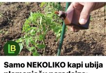 Samo NEKOLIKO kapi ubija plamenjaču paradajza: Više cvjeta, plodovi brže sazrijevaju
