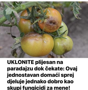 UKLONITE plijesan na paradajzu dok čekate: Ovaj jednostavan domaći sprej djeluje jednako dobro kao skupi fungicidi za mene!
