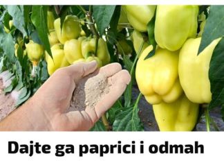 Dajte ga paprici i odmah će rasti, oživjeti i obilato roditi: Ovo je vrlo VAŽAN korak!