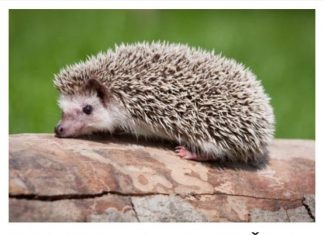 AKO VAM SE U DVORIŠTU POJAVIO JEŽ, MOŽETE MIRNO SPAVATI: Evo što je to dobra vijest za vas!