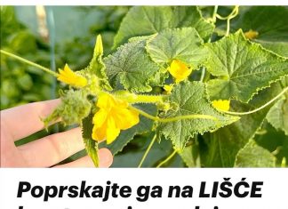 Poprskajte ga na LIŠĆE krastavca i paradajza: Žutilo prestaje i nestaje ODMAH!