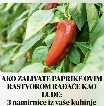 AKO ZALIVATE PAPRIKE OVIM RASTVOROM RAĐAĆE KAO LUDE: 3 namirnice iz vaše kuhinje pravo su blago za biljke