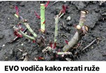 EVO vodiča kako rezati ruže na kraju sezone: Za godinu dana cvjetaće duplo više i u ogromnim cvjetovima!
