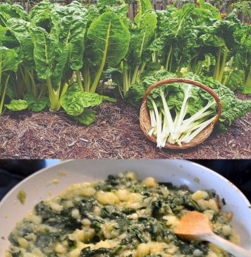 BLITVA ZA JAKE KOSTI I DOBAR VID – SPREMANJE NA DALMATINSKI NAČIN (RECEPTI)!!🥦🥬🥬🥦