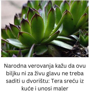 Narodna verovanja kažu da ovu biljku ni za živu glavu ne treba saditi u dvorištu: Tera sreću iz kuće i unosi maler