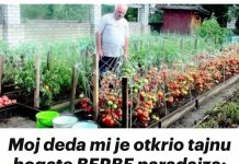 Moj deda mi je otkrio tajnu bogate BERBE paradajza: Nikada nisam ubrao toliko paradajza!