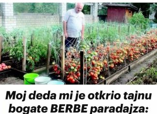 Moj deda mi je otkrio tajnu bogate BERBE paradajza: Nikada nisam ubrao toliko paradajza!