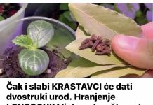 Čak i slabi KRASTAVCI će dati dvostruki urod. Hranjenje LOVOROVIM listom, kao što se to odavno radi u selima, pomoći će!