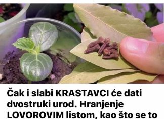 Čak i slabi KRASTAVCI će dati dvostruki urod. Hranjenje LOVOROVIM listom, kao što se to odavno radi u selima, pomoći će!