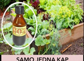 SAMO JEDNA KAP JODA MOŽE DA SPASI BAŠTU: Od truljenja, gljivičnih infekcija i pepelnice! Evo kako se koristi