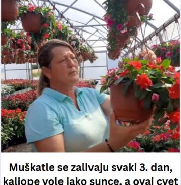 Muškatle se zalivaju svaki 3. dan, kaliope vole jako sunce, a ovaj cvet nipošto ne držite u hladu: Dragica radi u rasadniku i daje savete zlata vredne