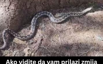 Ako vidite da vam prilazi zmija samo uradite 1 stvar: Momentalno će pobeći