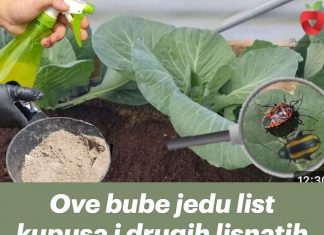 Ove bube jedu list kupusa i drugih lisnatih biljaka- SPRIJEČITE ih na prirodan način