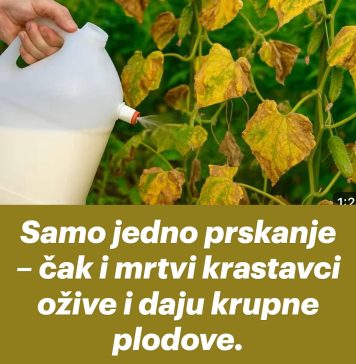 Samo jedno prskanje – čak i mrtvi krastavci ožive i daju krupne plodove.