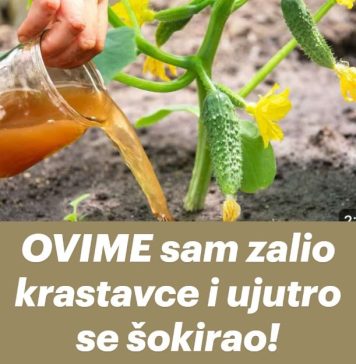 OVIME sam zalio krastavce i ujutro se šokirao!
