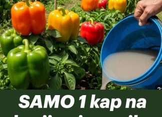 SAMO 1 kap na korijen i paprike rađaju do zime..