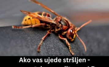Ako vas ujede stršljen – momentalno uradite ovo! Dr Obradović upozorava Srbe – mozak umire za nekoliko minuta!