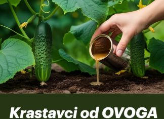 Krastavci od OVOGA polude! Dvostruki prinos sve do zime