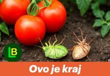 Ovo je kraj smrdljivim bubama. 2 sastojka od kojih ne mogu živjeti.