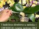 1 kašičica direktno u saksiju i ORHIDEJA cvjeta gotovo BEZ PRESTANAKA: Nema plijesni, nema bolesti i imam 5 puta više cvjetova!