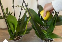 URADITE OVO ORHIDEJAMA I NOVE GRANE I LISTOVI ĆE KRENUTI: Stalno će cvjetati, a orhideja će biti zdrava i prelijepa