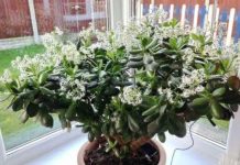 Čak ni svekrva nije slutila da može tako lijepo da procvjeta: bilo je dovoljno da ovo sipate pravo u saksiju I krasula je procvjetala za sedam dana!