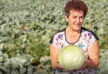 Ovako Slobodanka iz Futoga kiseli kupus: “Ljudi najčešće greše sa količinom soli,”