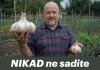 NIKAD ne sadite češnjak u jesen ako OVO niste znali! Bit će ogroman…
