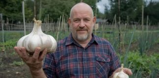 NIKAD ne sadite češnjak u jesen ako OVO niste znali! Bit će ogroman…