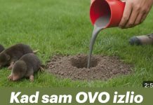 Kad sam OVO izlio krticama nestale su za 2 minute!