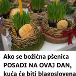 PO vjerovanju, ako se BOŽIĆNA PŠENICA POSADI NA OVAJ DAN, kuća će biti BLAGOSLOVENA cijele GODINE…