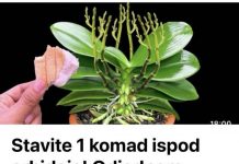 Stavite 1 komad ispod orhideje! Odjednom izraste 100 grana I cvjeta cijele godine