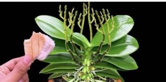 Stavite 1 komad ispod orhideje! Odjednom izraste 100 grana I cvjeta cijele godine