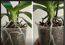 Samo voda nije dovoljna: Dodajte ovo u saksiju i orhideje će bujati kao lude…