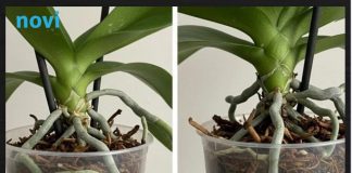 Samo voda nije dovoljna: Dodajte ovo u saksiju i orhideje će bujati kao lude…