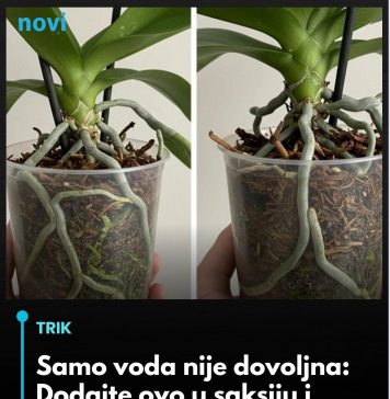 Samo voda nije dovoljna: Dodajte ovo u saksiju i orhideje će bujati kao lude…