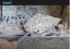Ne bacajte pepeo iz šporeta: Iskoristite ga na OVIH 6 načina, oduševit će vas…