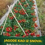 Jagode kao iz snova: Trik koji garantuje punu gredicu plodova!