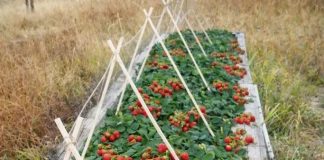 Jagode kao iz snova: Trik koji garantuje punu gredicu plodova!