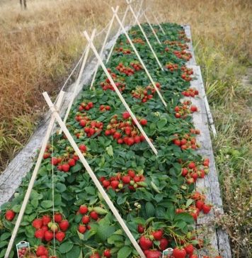 Jagode kao iz snova: Trik koji garantuje punu gredicu plodova!