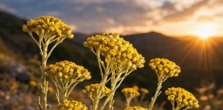 ČUDESNA BILJKA: Raste kod nas, besmrtna je, a litar košta oko 1800 evra!