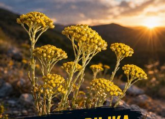 ČUDESNA BILJKA: Raste kod nas, besmrtna je, a litar košta oko 1800 evra!