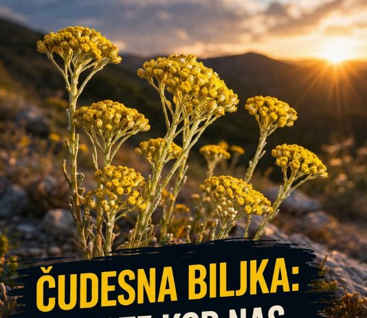 ČUDESNA BILJKA: Raste kod nas, besmrtna je, a litar košta oko 1800 evra!