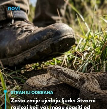 Zašto zmije ujedaju ljude: Stvarni razlozi koji vas mogu spasiti od opasnosti!