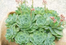 RECEPT SA ČUVARKUĆOM KOJI SVAKA ŽENA TREBA DA ZNA