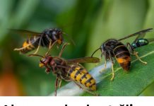 Ako vas ubode stršljen, odmah uradite ovo i možete sebi spasiti život: Mnogo ljudi ne zna za ovu stvar