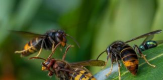 Ako vas ubode stršljen, odmah uradite ovo i možete sebi spasiti život: Mnogo ljudi ne zna za ovu stvar